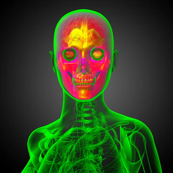 3d render medical illustration of the skull — Stock Photo, Image