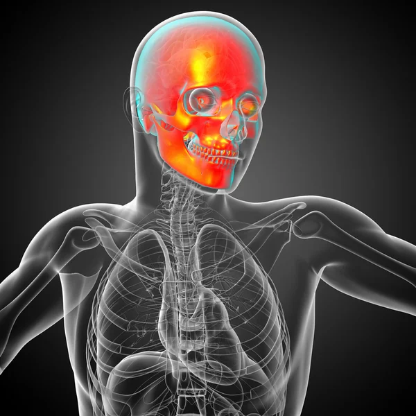 3D-Darstellung der medizinischen Darstellung des Schädels — Stockfoto