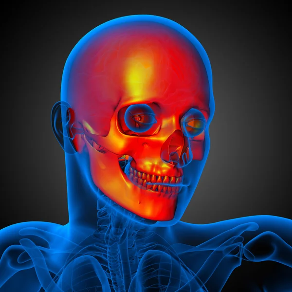 3d render medical illustration of the skull — Stock Photo, Image