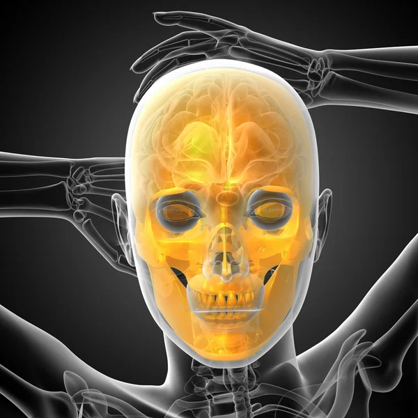 3d render medical illustration of the skull — Stock Photo, Image