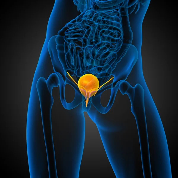 3d 渲染医学插图的膀胱 — 图库照片