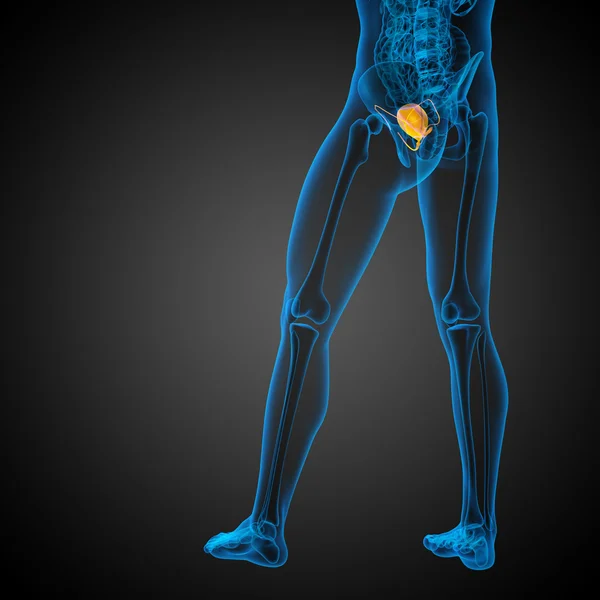 3d render medical illustration of the bladder — Stock Photo, Image