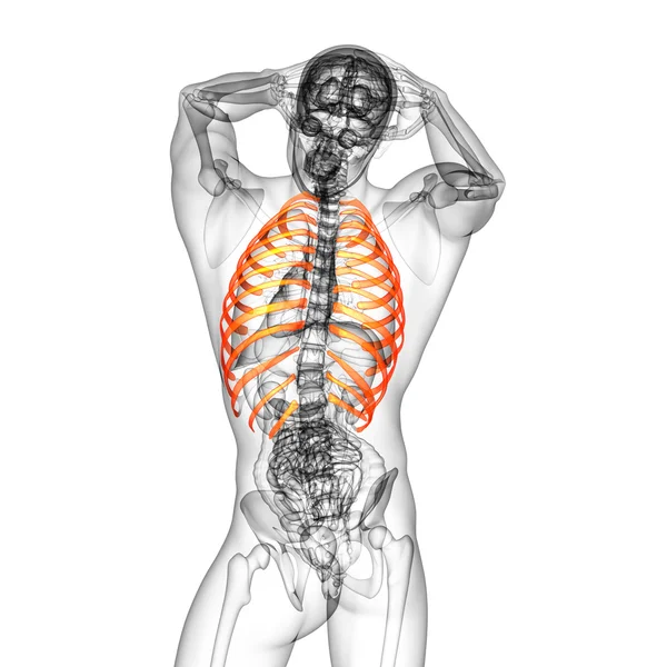 3d render medical illustration of the ribcage — Stock Photo, Image