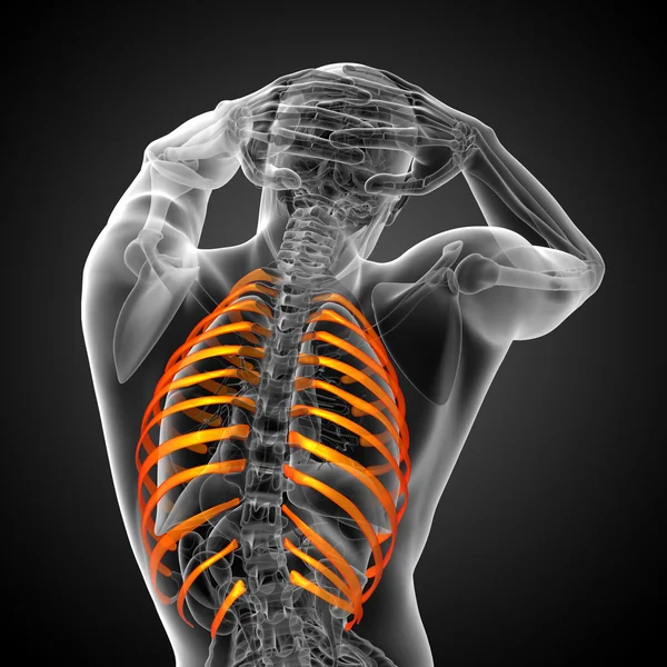 3d render medical illustration of the ribcage — Stock Photo, Image