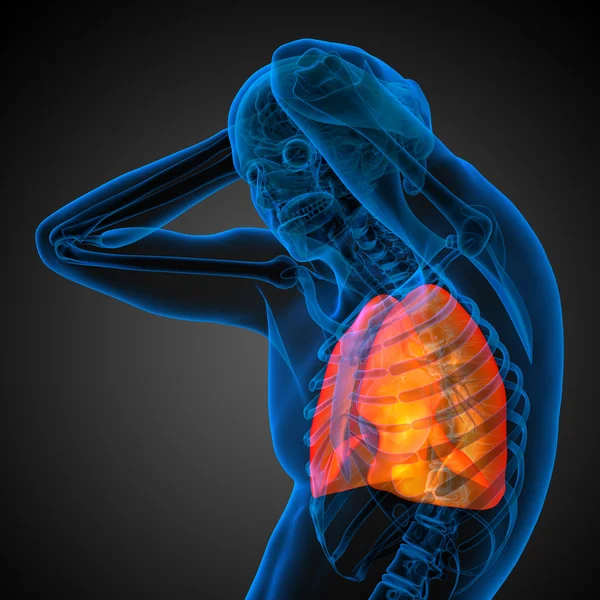 3D візуалізація медичної ілюстрації легень людини — стокове фото