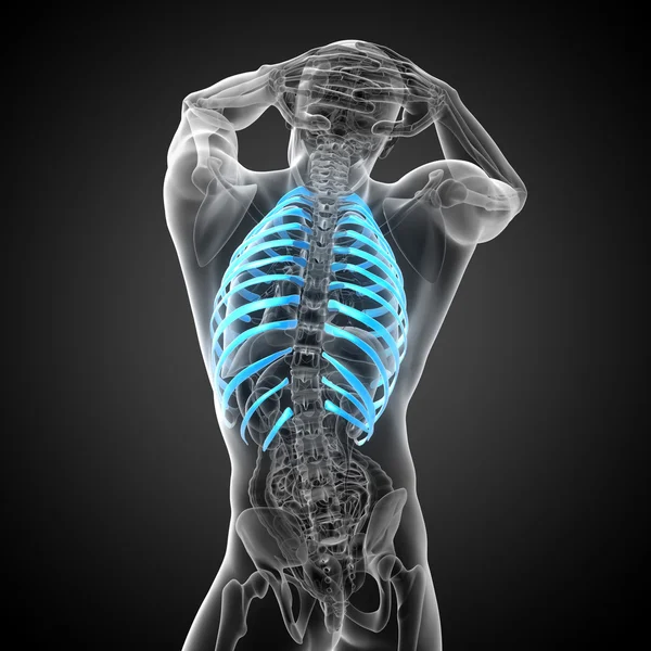 3d render medical illustration of the ribcage — Stock Photo, Image