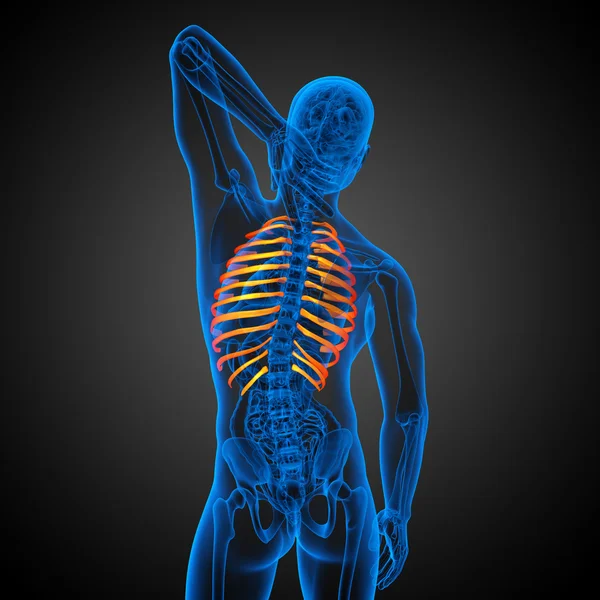 Illustration médicale en 3D de la cage thoracique — Photo