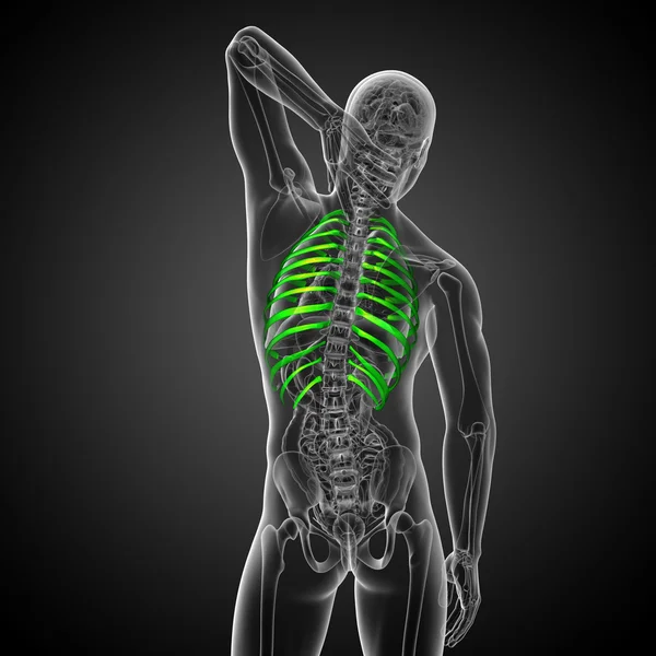3D vykreslení lékařské ilustrace žebry — Stock fotografie