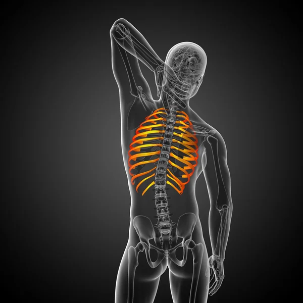 3d render medical illustration of the ribcage — Stock Photo, Image