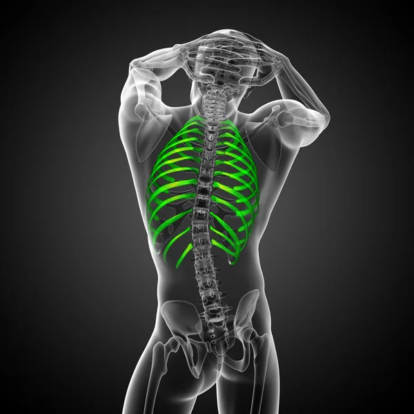 3d render medical illustration of the ribcage — Stock Photo, Image