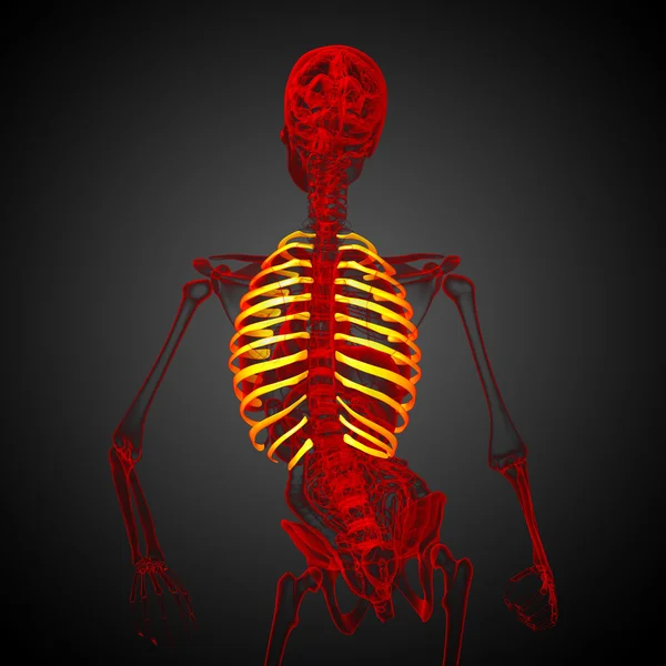 3D render orvosi illusztrációja a bordák — Stock Fotó