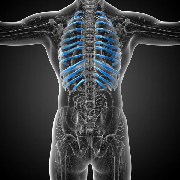 3d render medical illustration of the ribcage — Stock Photo, Image