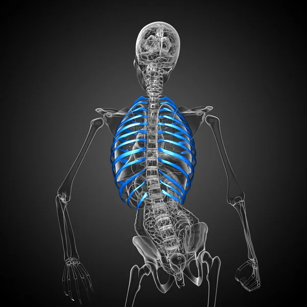 3d render medical illustration of the ribcage — Stock Photo, Image