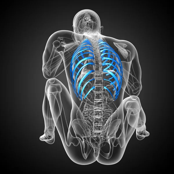 3d render medical illustration of the ribcage — Stock Photo, Image