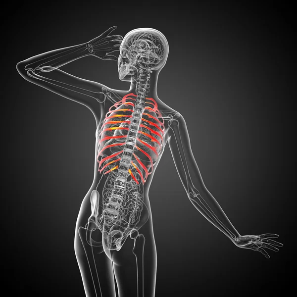 3D καθιστούν ιατρική απεικόνιση της θώρακα — Φωτογραφία Αρχείου