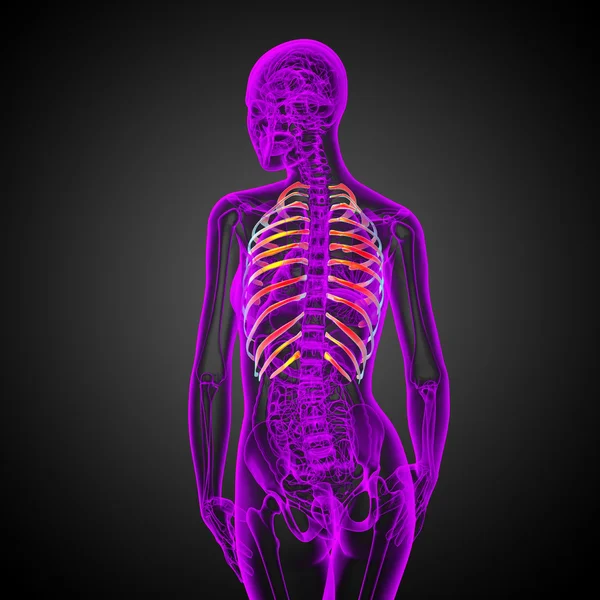 3D vykreslení lékařské ilustrace žebry — Stock fotografie
