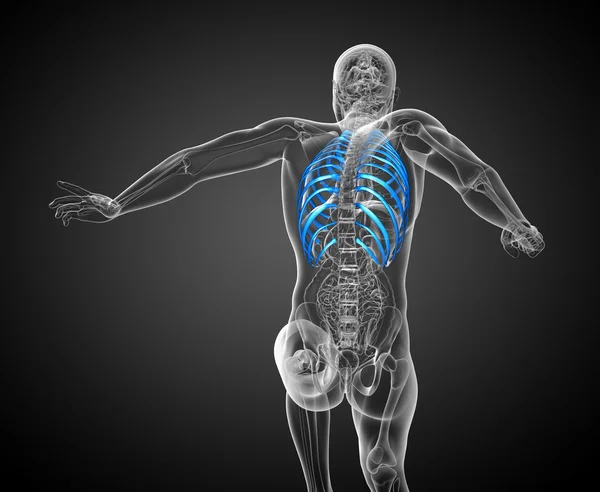 3d render medical illustration of the ribcage — Stock Photo, Image