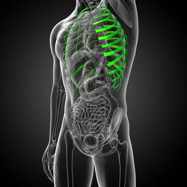 3d показать медицинскую иллюстрацию грудной клетки — стоковое фото
