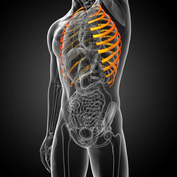 3D göra medicinsk illustration av bröstkorgen — Stockfoto