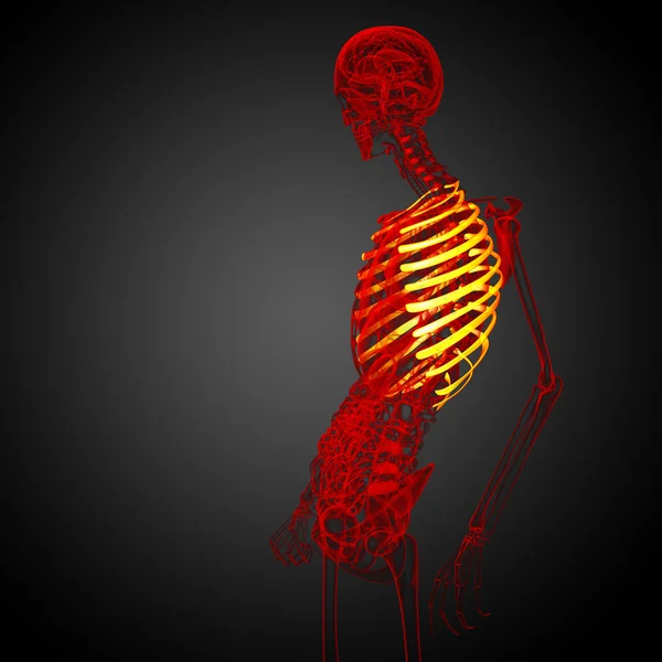 Göğüs kafesi 3D render tıbbi çizimi — Stok fotoğraf