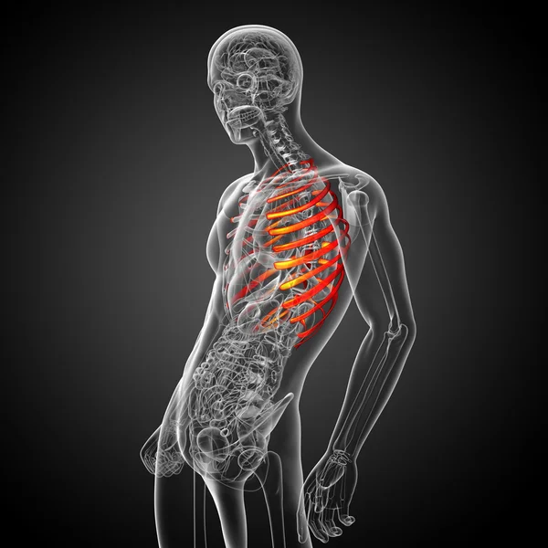 3D göra medicinsk illustration av bröstkorgen — Stockfoto