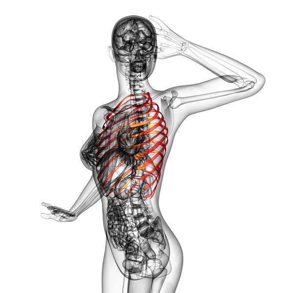 3d render medical illustration of the ribcage — Stock Photo, Image