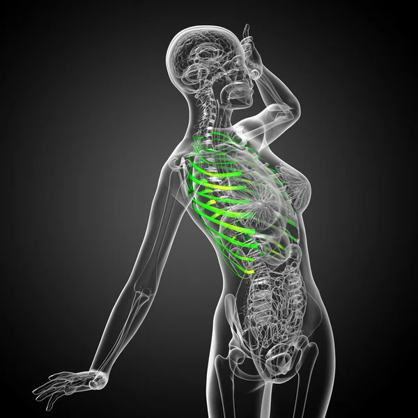 3d render medical illustration of the ribcage — Stock Photo, Image