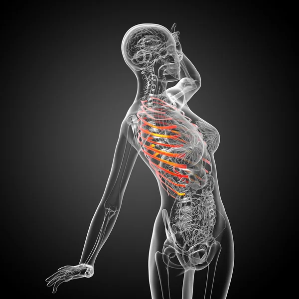 3d render medical illustration of the ribcage — Stock Photo, Image