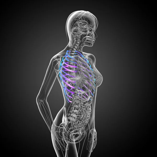 3d render medical illustration of the ribcage — Stock Photo, Image