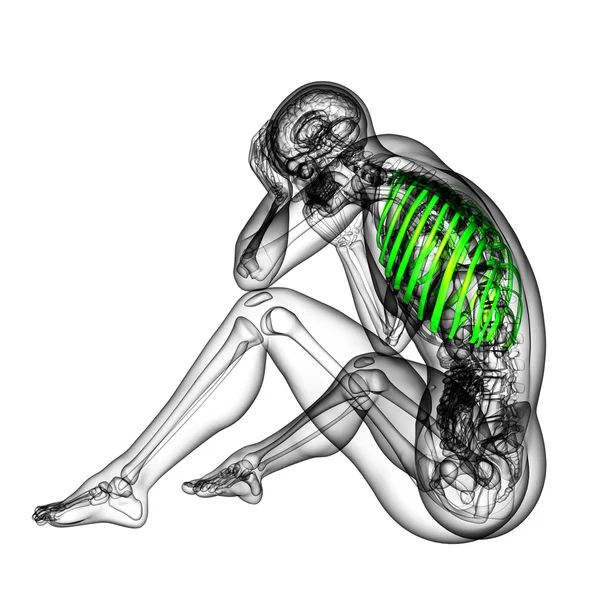 3d 渲染医学插图的胸腔 — 图库照片