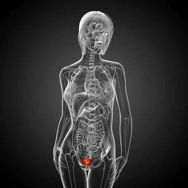 3d render medical illustration of the bladder — Stock Photo, Image