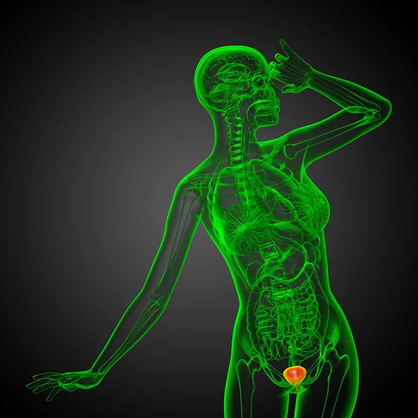3D vykreslení lékařské ilustrace močového měchýře — Stock fotografie
