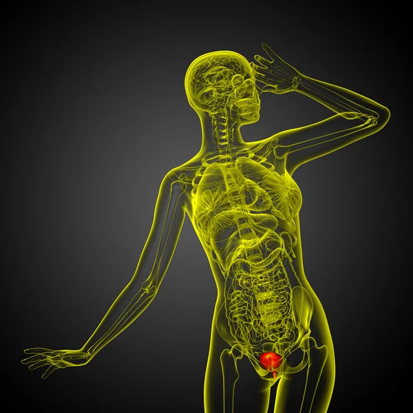 3D render ilustracja medyczny pęcherza moczowego — Zdjęcie stockowe