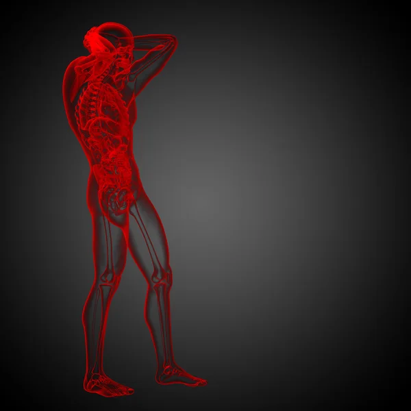 3D vykreslení lékařské ilustrace lidské anatomie — Stock fotografie
