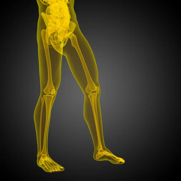 3D render ilustracja anatomii człowieka — Zdjęcie stockowe