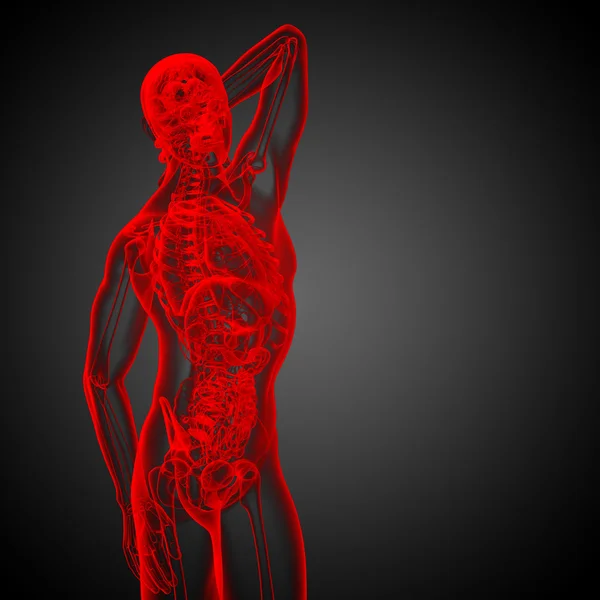 3d 渲染医学插图的人体解剖学 — 图库照片