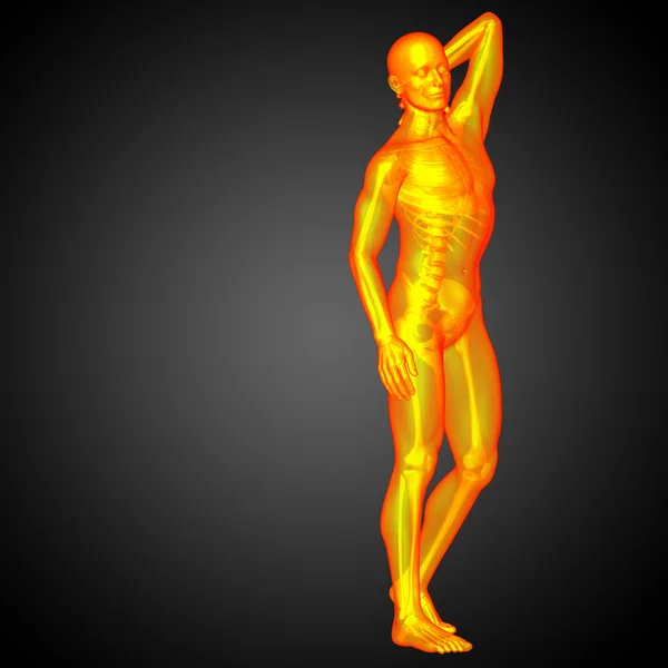 3-я медицинская иллюстрация анатомии человека — стоковое фото
