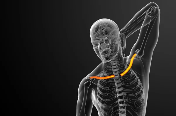 3d rendere illustrazione medica dell'osso della clavicola — Foto Stock