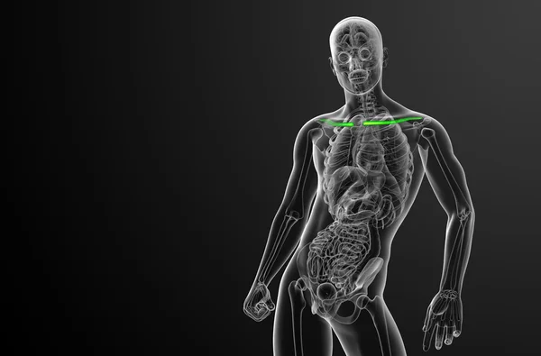 3d визуализировать медицинскую иллюстрацию ключицы — стоковое фото