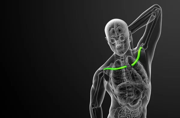 3d rendere illustrazione medica dell'osso della clavicola — Foto Stock