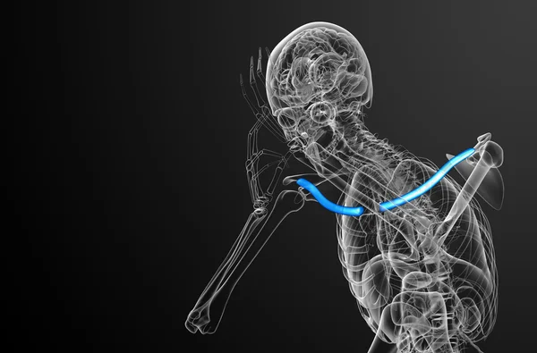 3d визуализировать медицинскую иллюстрацию ключицы — стоковое фото