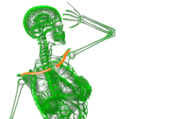 3D render ilustracja kości obojczyka — Zdjęcie stockowe