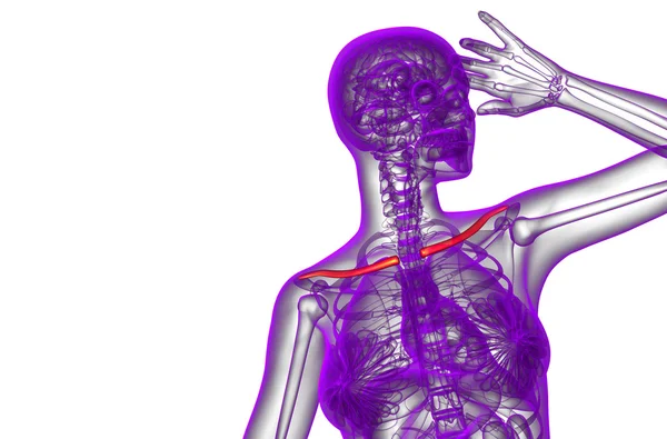 Illustration médicale du clavicule en 3D — Photo