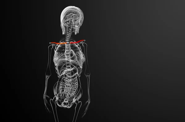 3d 渲染医学插图的锁骨骨 — 图库照片