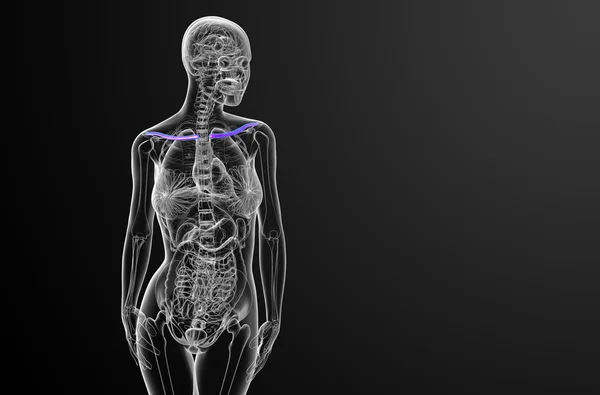 3d rendere illustrazione medica dell'osso della clavicola — Foto Stock