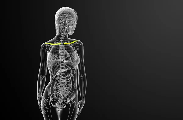 3D vykreslení lékařské ilustrace kosti klíční kosti — Stock fotografie