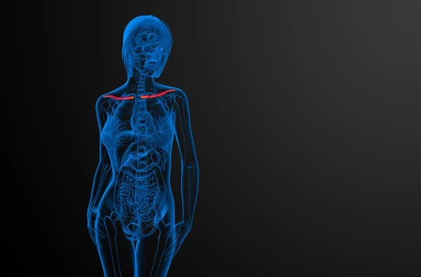 3d 渲染医学插图的锁骨骨 — 图库照片