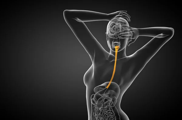 3d rendered illustration of the esophagus — Stock Photo, Image