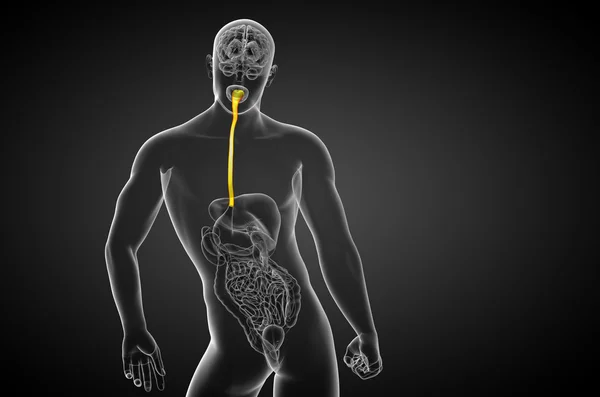 3d representación ilustrativa del esófago — Foto de Stock