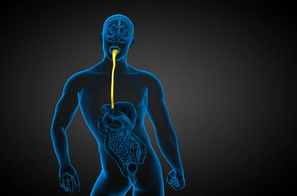 3d gambar diberikan dari esofagus — Stok Foto